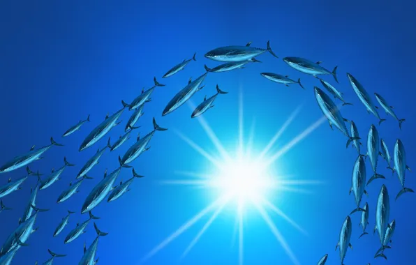 Картинка солнце, синий, рыба, Косяк