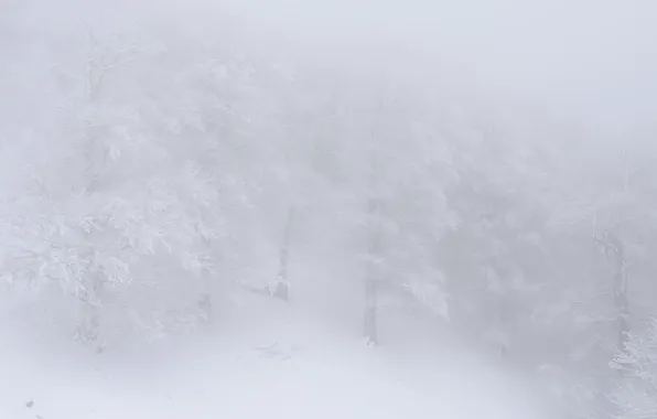 Картинка туман, снег, лес