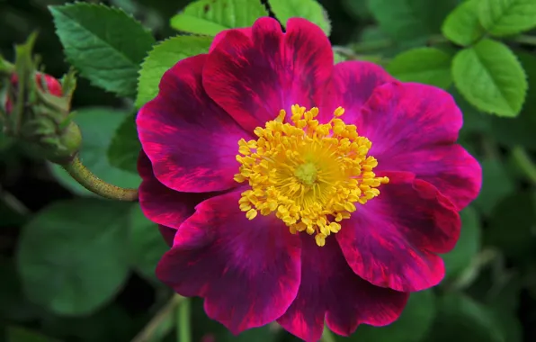 Wallpaper, flower, plant