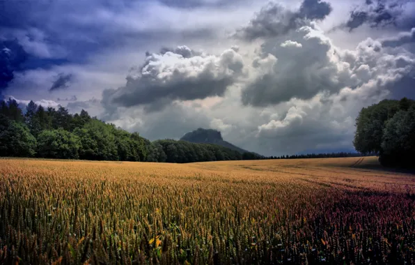 Картинка пшеница, зелень, поле, трава, облака, деревья, пейзаж, тучи