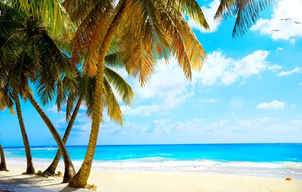 Картинка песок, море, пляж, тропики, пальмы, берег, summer, beach