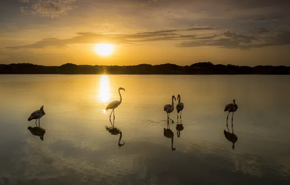 Картинка закат, птицы, озеро, фламинго