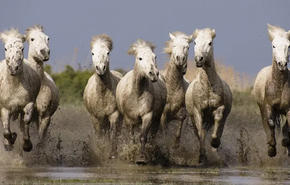 Картинка вода, кони, лошади, грязь