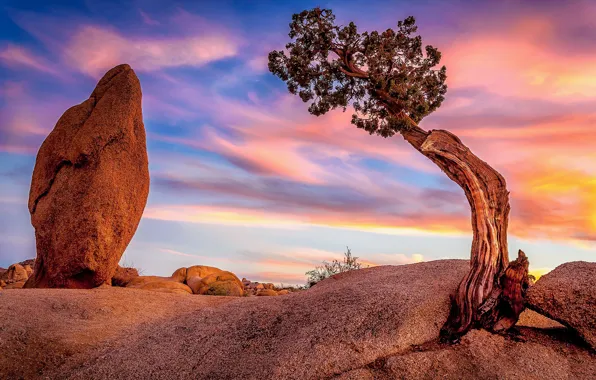 Небо, закат, камни, дерево, Калифорния, США, глыба, Joshua Tree National Park