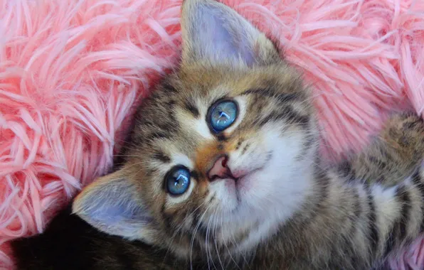 Кошка, взгляд, котенок, лежит, мех, голубые глаза, розовый фон