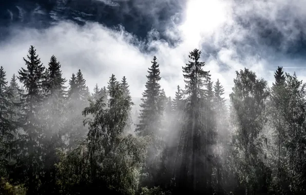 Осень, лес, природа, туман