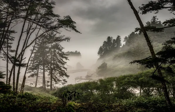 Картинка лес, деревья, ветки, тучи, туман, река, пасмурно, холмы