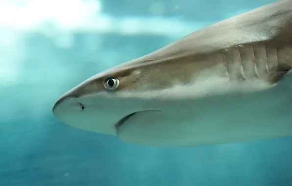 Картинка Бельгия, аквариум музея Льежа, Мальгашская ночная акула