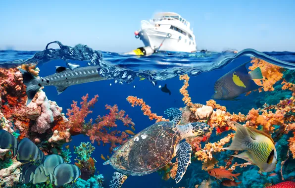 Картинка море, небо, вода, рыбы, черепаха, яхта, кораллы, подводный мир