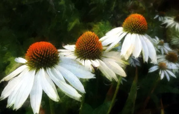 Цветы, ромашки, flowers, daisies