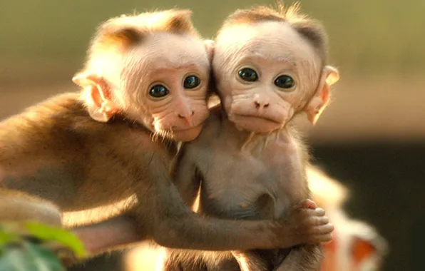 Картинка animals, cute, wildlife, two little monkeys