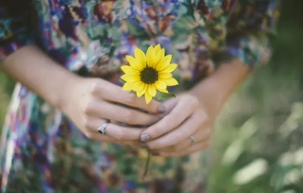 Цветок, желтые, руки, лепестки, кольцо