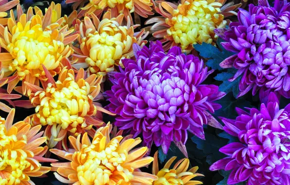 Картинка природа, букет, лепестки, сад, клумба