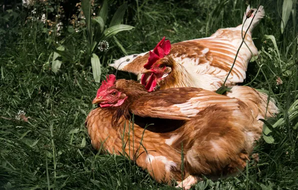 Grass, Birds, Summer, Close Up, Couple, Cozy, Feathers, Chicken