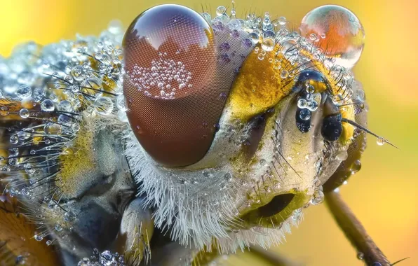 Макро, насекомое, Ectophasia crassipennis