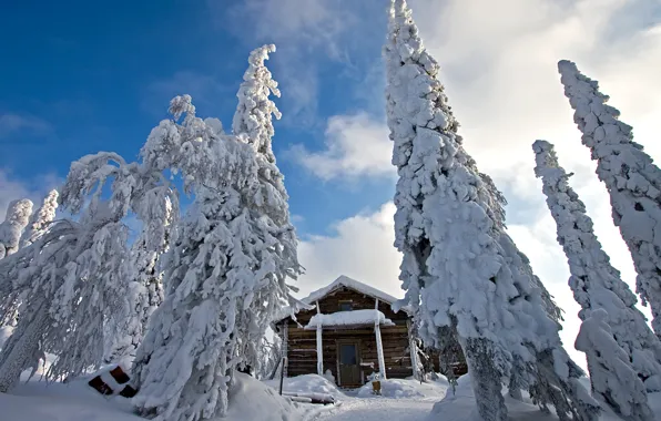 Картинка зима, снег, природа, ели, сугробы, домик, финляндия