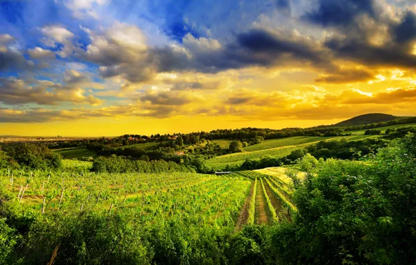 Картинка природа, виноградники, Austria, Kahlenberg hills, north-west of Vienna