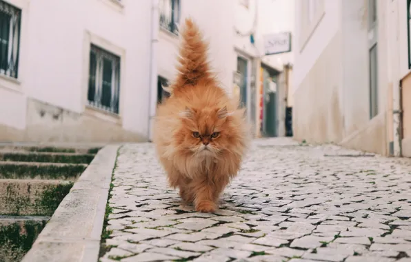 Кошка, взгляд, морда, улица, хвост