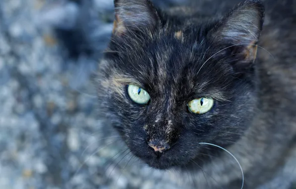 Кошка, кот, взгляд, морда, фон, портрет, шерсть, серая