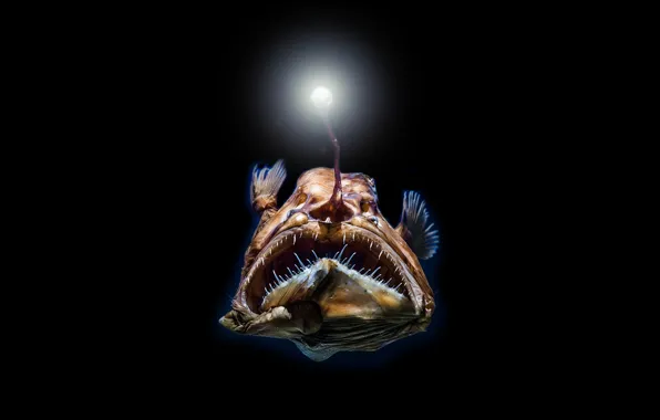Light, fish, teeth, Oneirodes eschrichtii