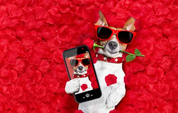 Картинка собака, лепестки, love, rose, dog, romantic, hearts, funny