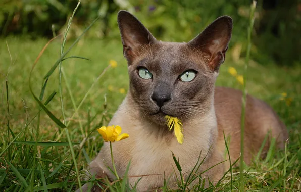 Кошка, цветок, трава, взгляд, пёрышко, Тонкинская кошка