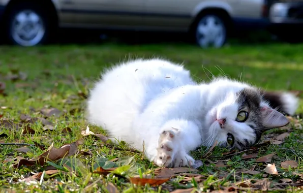 Кошка, трава, котенок, улица, лежит