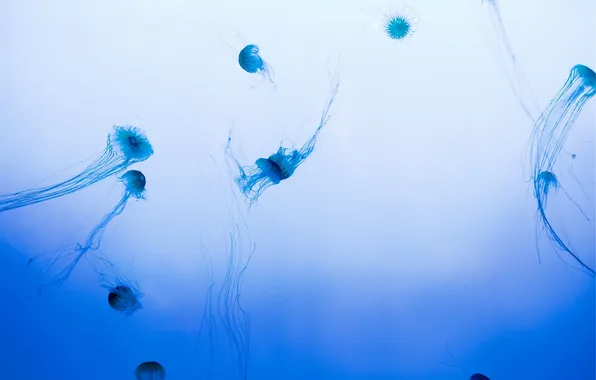 Картинка вода, фон, голубой, медуза, стая, медузы