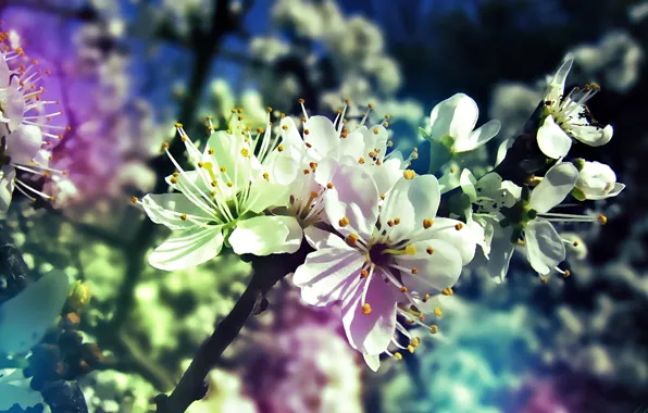 Картинка дерево, градиент, весна