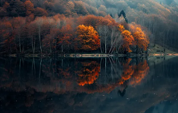 Осень, лес, деревья, озеро, отражение, берег, склон, водоем