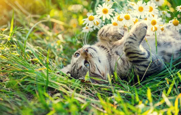 Кошка, лето, кот, взгляд, цветы, поза, поляна, ромашки