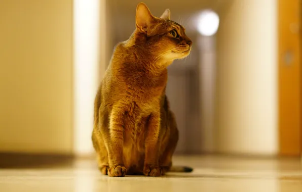 Картинка кот, фон, котэ