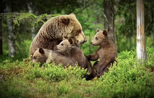 Лес, медведи, медвежата, медведица