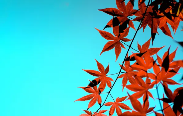 Осень, небо, листья, японский клен