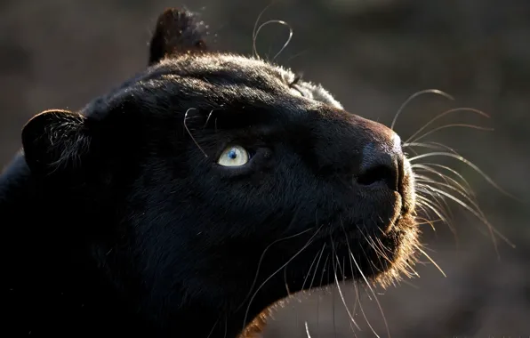 Кошка, хищник, пантера, взглеад