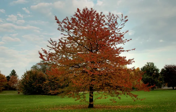 Картинка поле, осень, листья, деревья, Природа, листопад, trees, landscape