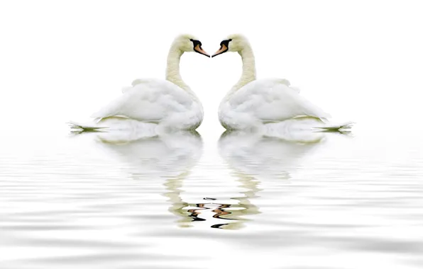 Animal, swam, gental