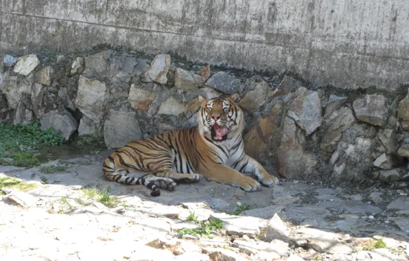 Predator, wild cat, The tiger