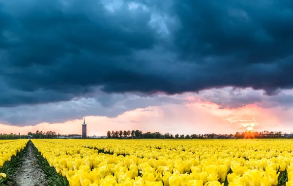 Картинка тучи, тюльпаны, Нидерланды, плантация