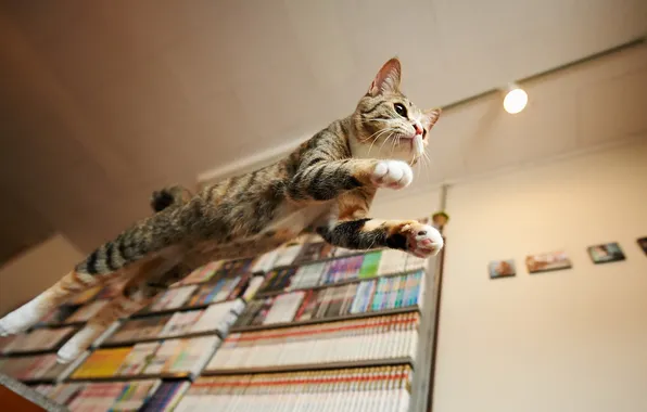 Картинка кошка, дом, прыжок