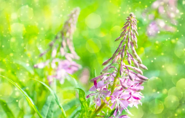 Flower, spring, meadow, blooming