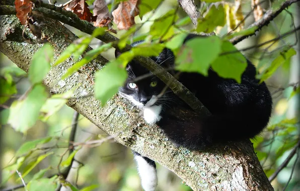 Кошка, лето, кот, взгляд, ветки, поза, дерево, черно-белый