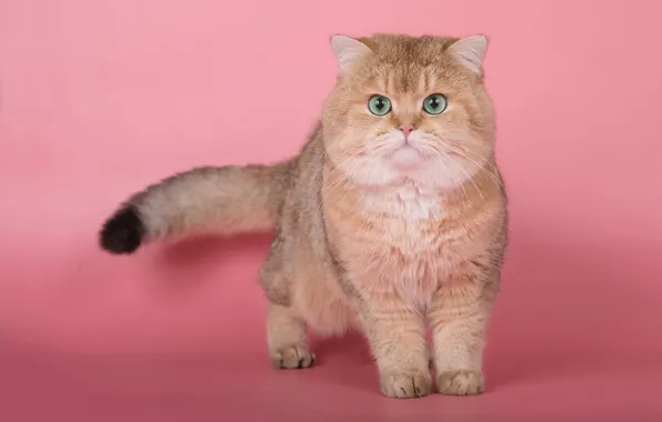 Кошка, кот, взгляд, поза, котенок, лапы, рыжий, мордочка