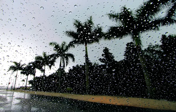 Капли, пальмы, дождь