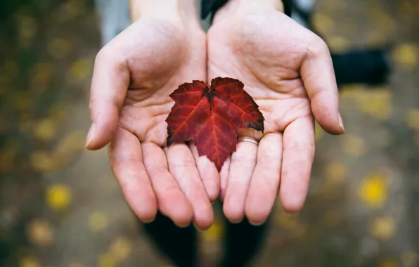 Картинка осень, лист, руки