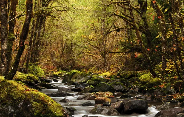 Картинка осень, лес, листья, деревья, ручей, камни, мох, США