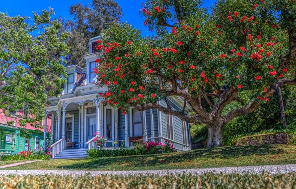 Картинка трава, деревья, цветы, HDR, дома, сад, Калифорния, США