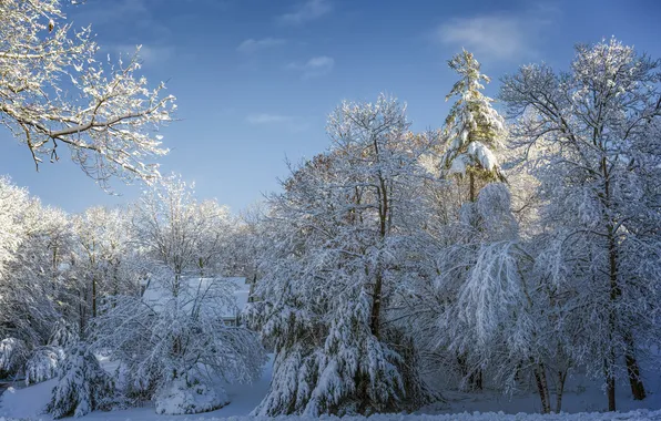 Картинка зима, лес, небо, снег, деревья, дом