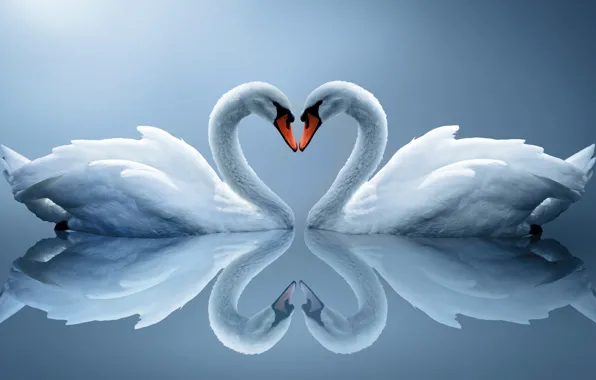 Отражение, сердце, пара, белые лебеди