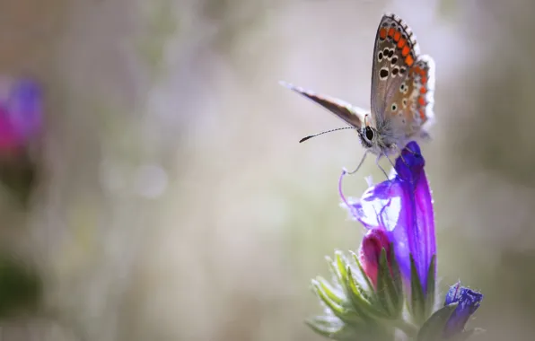 Цветок, природа, бабочка